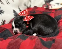 Cupid, a male Siberian Husky for sale in Croswell, MI – Photo 6 of 8