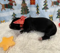 Cupid, a male Siberian Husky for sale in Croswell, MI – Photo 7 of 8