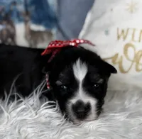 Cupid, a male Siberian Husky for sale in Croswell, MI – Photo 1 of 8