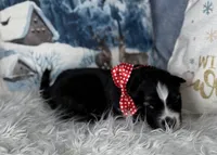 Cupid, a male Siberian Husky for sale in Croswell, MI – Photo 4 of 8