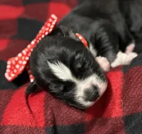 Cupid, a male Siberian Husky for sale in Croswell, MI – Photo 5 of 8