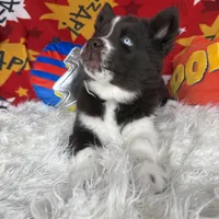 Cedar, a male Siberian Husky for sale in Croswell, MI – Photo 6 of 10