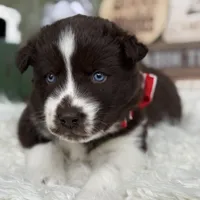 Cedar, a male Siberian Husky for sale in Croswell, MI – Photo 9 of 10