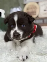 Cedar, a male Siberian Husky for sale in Croswell, MI – Photo 7 of 10