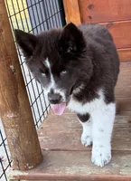 Cedar, a male Siberian Husky for sale in Croswell, MI – Photo 2 of 10