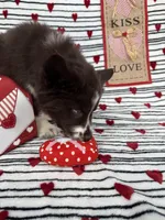 Cedar, a male Siberian Husky for sale in Croswell, MI – Photo 1 of 10