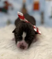 Cedar, a male Siberian Husky for sale in Croswell, MI – Photo 10 of 10