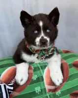 Cedar, a male Siberian Husky for sale in Croswell, MI – Photo 4 of 10