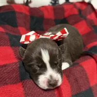 Cedar, a male Siberian Husky for sale in Croswell, MI – Photo 10 of 10