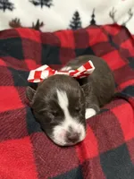 Cedar, a male Siberian Husky for sale in Croswell, MI – Photo 9 of 10