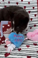 Cedar, a male Siberian Husky for sale in Croswell, MI – Photo 3 of 10