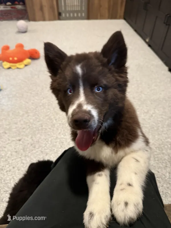 Cedar – Siberian Husky puppy for sale in Croswell, MI
