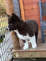 Cedar, a male Siberian Husky for sale in Croswell, MI – Photo 4 of 10