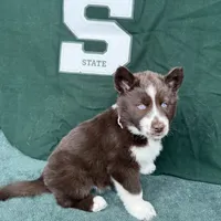 Cedar, a male Siberian Husky for sale in Croswell, MI – Photo 8 of 10
