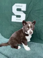 Cedar, a male Siberian Husky for sale in Croswell, MI – Photo 5 of 10