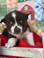 Cedar, a male Siberian Husky for sale in Croswell, MI – Photo 6 of 10