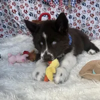 Cedar, a male Siberian Husky for sale in Croswell, MI – Photo 5 of 10