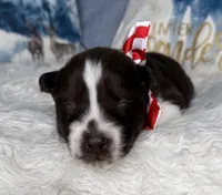 Cedar, a male Siberian Husky for sale in Croswell, MI – Photo 8 of 10