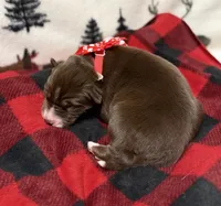 Callie, a female Siberian Husky for sale in Croswell, MI – Photo 7 of 8