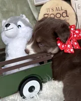 Callie, a female Siberian Husky for sale in Croswell, MI – Photo 3 of 8