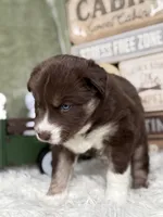 Callie, a female Siberian Husky for sale in Croswell, MI – Photo 5 of 8