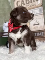 Callie, a female Siberian Husky for sale in Croswell, MI – Photo 4 of 8