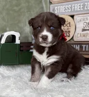 Callie, a female Siberian Husky for sale in Croswell, MI – Photo 1 of 8