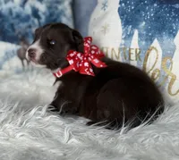 Callie, a female Siberian Husky for sale in Croswell, MI – Photo 6 of 8