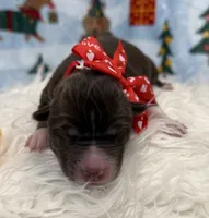 Callie, a female Siberian Husky for sale in Croswell, MI – Photo 8 of 8