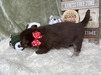 Callie, a female Siberian Husky for sale in Croswell, MI – Photo 2 of 8