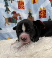 processed/f9983e8e-2963-42c3-8cdb-af489c176ee5/listing/f459a6b2-3ee4-4644-903c-800e76851ff1/043dadc2-0fe1-4367-97b7-a113de3d911a