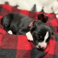 Cruz, a male Siberian Husky for sale in Croswell, MI – Photo 10 of 10