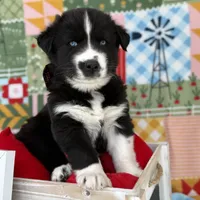 Cruz, a male Siberian Husky for sale in Croswell, MI – Photo 9 of 10