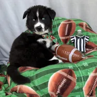 Cruz, a male Siberian Husky for sale in Croswell, MI – Photo 7 of 10