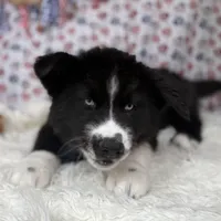 Cruz, a male Siberian Husky for sale in Croswell, MI – Photo 5 of 10