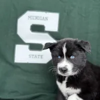 Cruz, a male Siberian Husky for sale in Croswell, MI – Photo 8 of 10