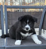 Cruz, a male Siberian Husky for sale in Croswell, MI – Photo 4 of 10