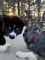 Cruz, a male Siberian Husky for sale in Croswell, MI – Photo 2 of 10