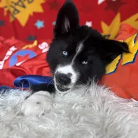 Cruz, a male Siberian Husky for sale in Croswell, MI – Photo 6 of 10