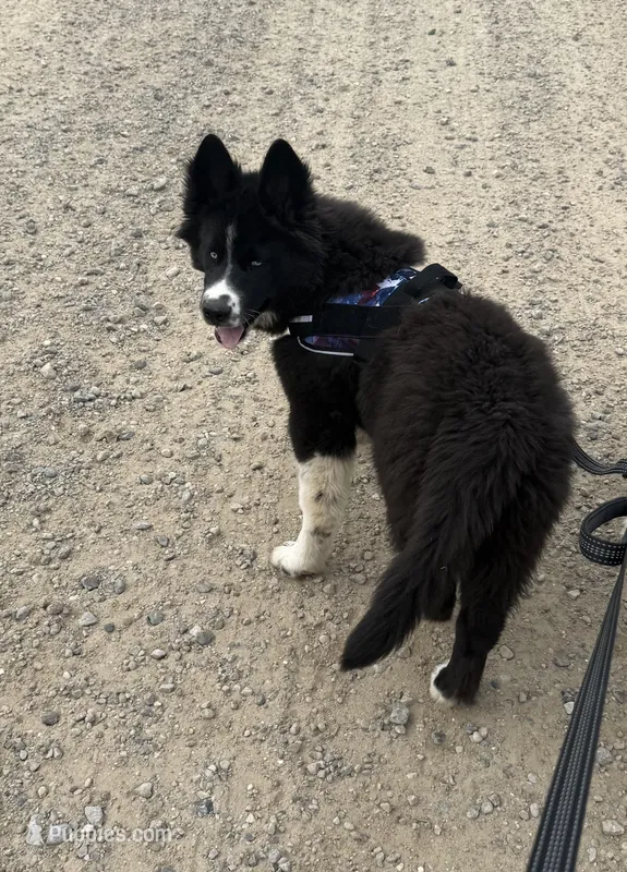 Cruz – Siberian Husky puppy for sale in Croswell, MI