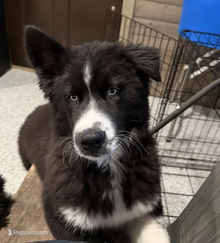 Cruz – Siberian Husky puppy for sale in Croswell, MI