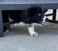 Cruz, a male Siberian Husky for sale in Croswell, MI – Photo 3 of 10