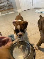 Red , a male Boxer for sale in Titusville, FL – 7 of 7