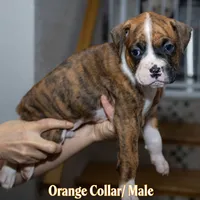 Orange, a male Boxer for sale in Titusville, FL – 5 of 5
