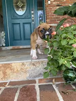 Lily and Kato's Puppies, a male Boxer for sale in Titusville, FL – 3 of 10