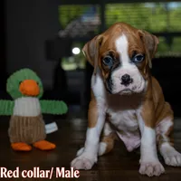 Red , a male Boxer for sale in Titusville, FL – 4 of 7