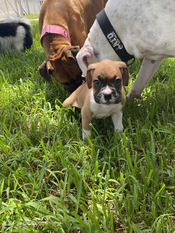 Pink – Boxer puppy for sale in Titusville, FL