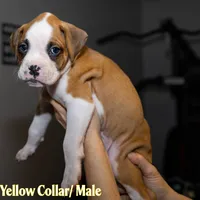 Yellow, a male Boxer for sale in Titusville, FL – 4 of 4