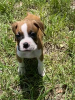 Red , a male Boxer for sale in Titusville, FL – 2 of 7