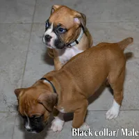 Gray, a male Boxer for sale in Titusville, FL – 4 of 5